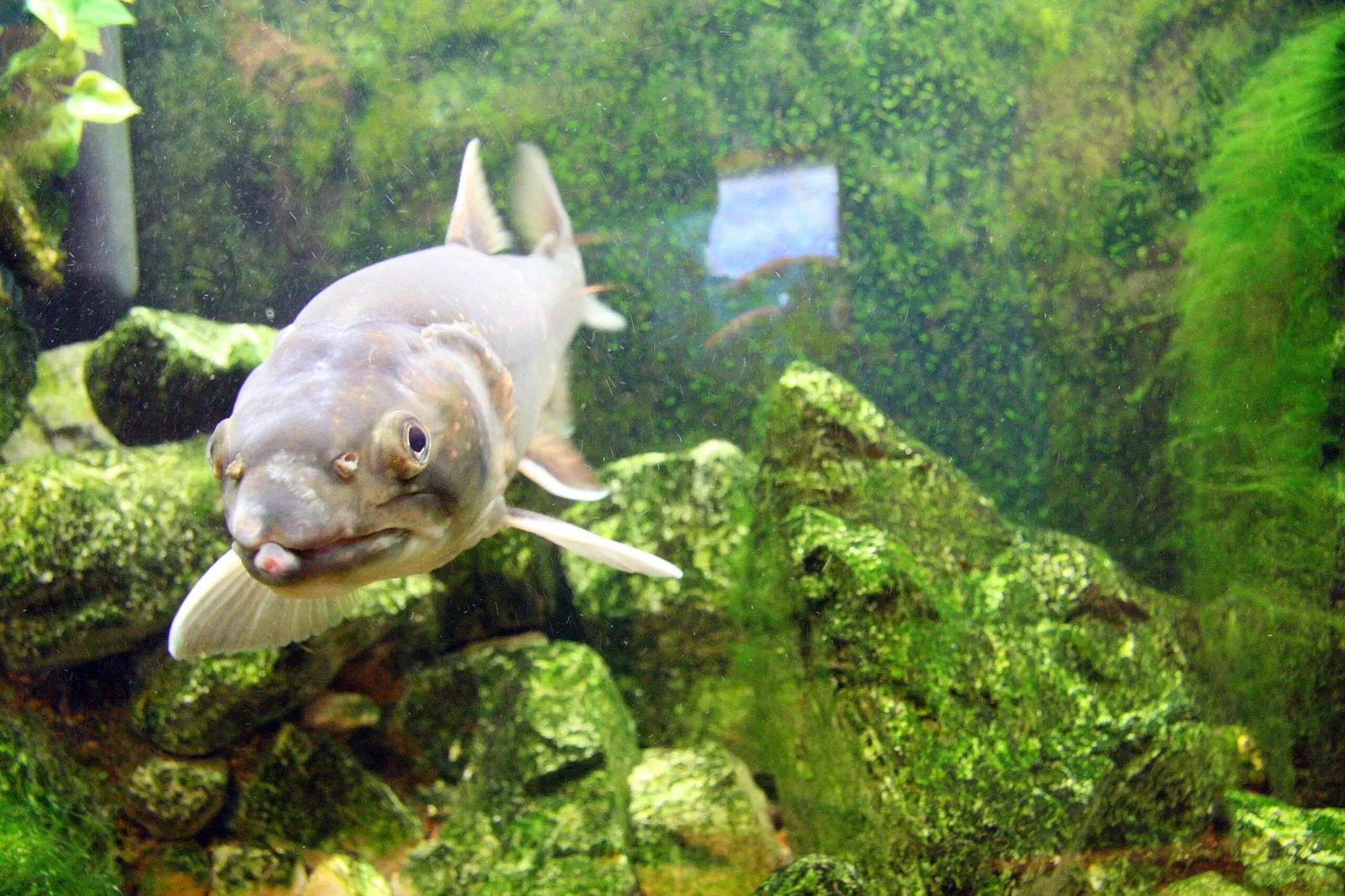 Royal Alberta Museum