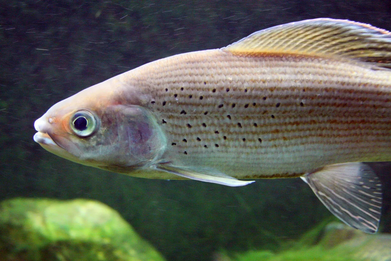 Royal Alberta Museum