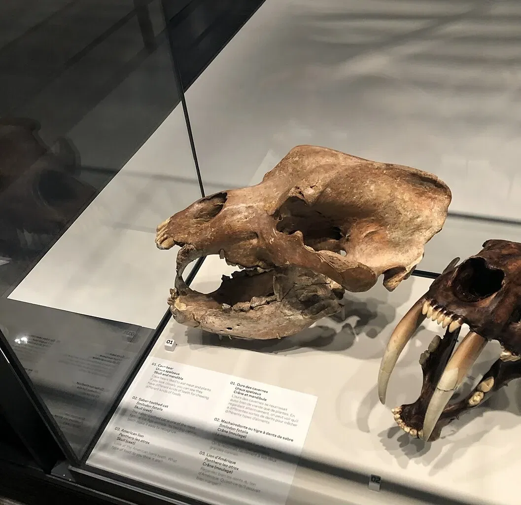 Royal Alberta Museum