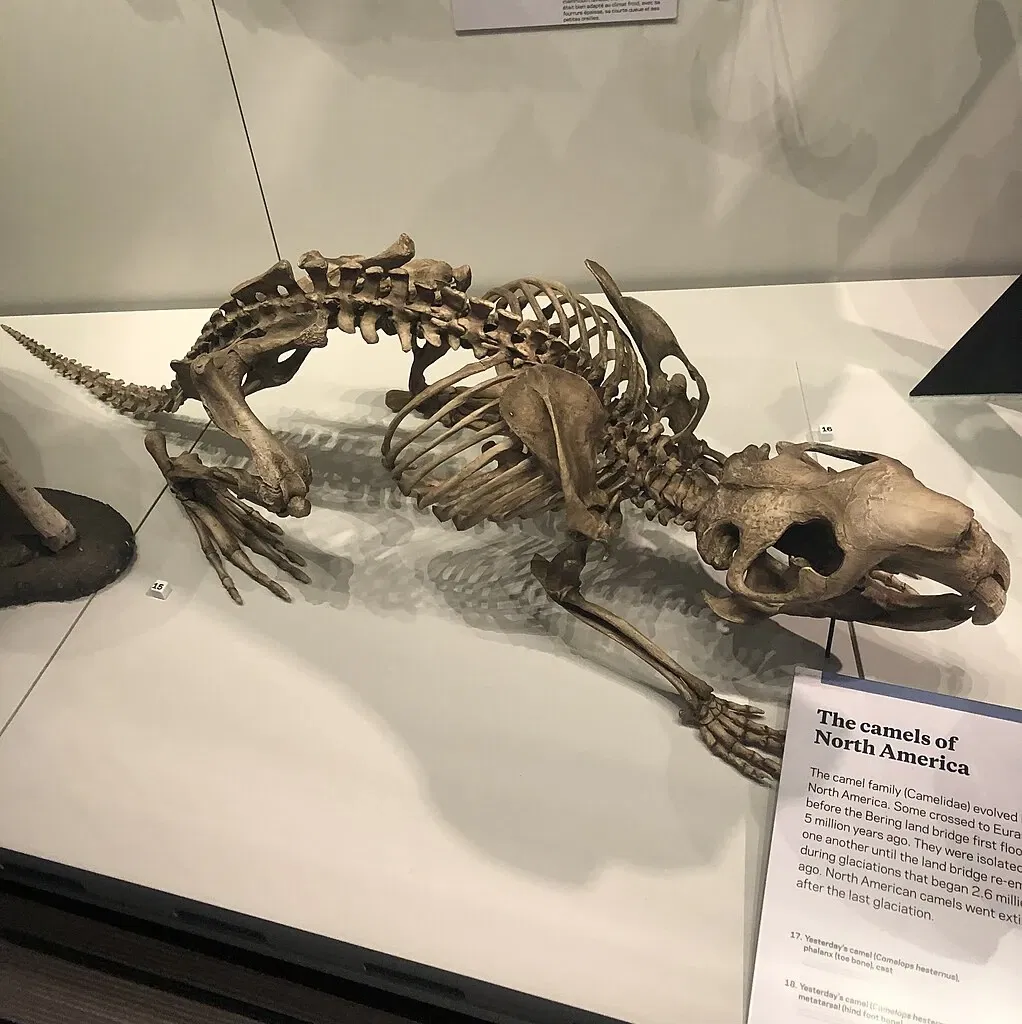 Royal Alberta Museum