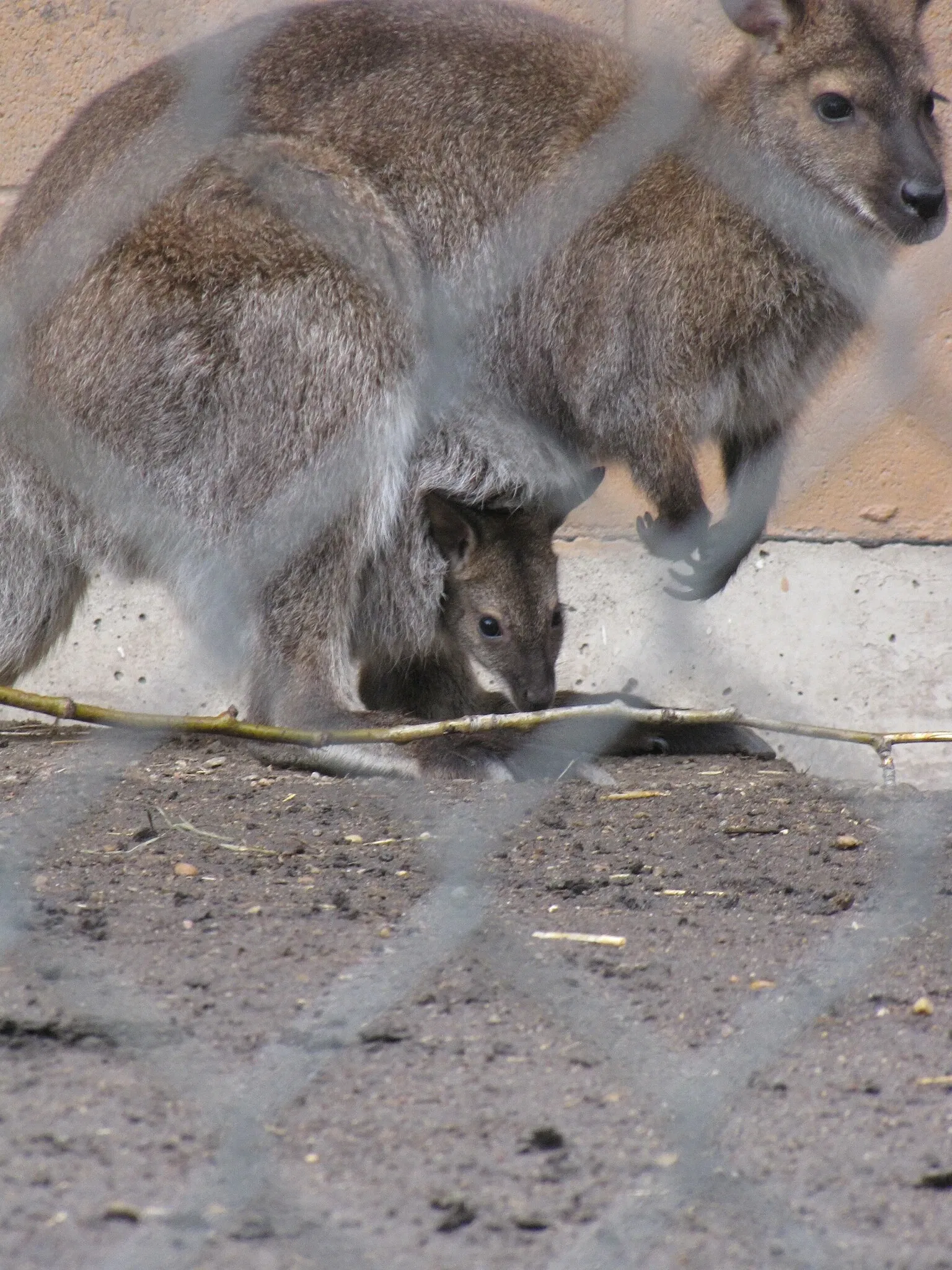 Edmonton Valley Zoo