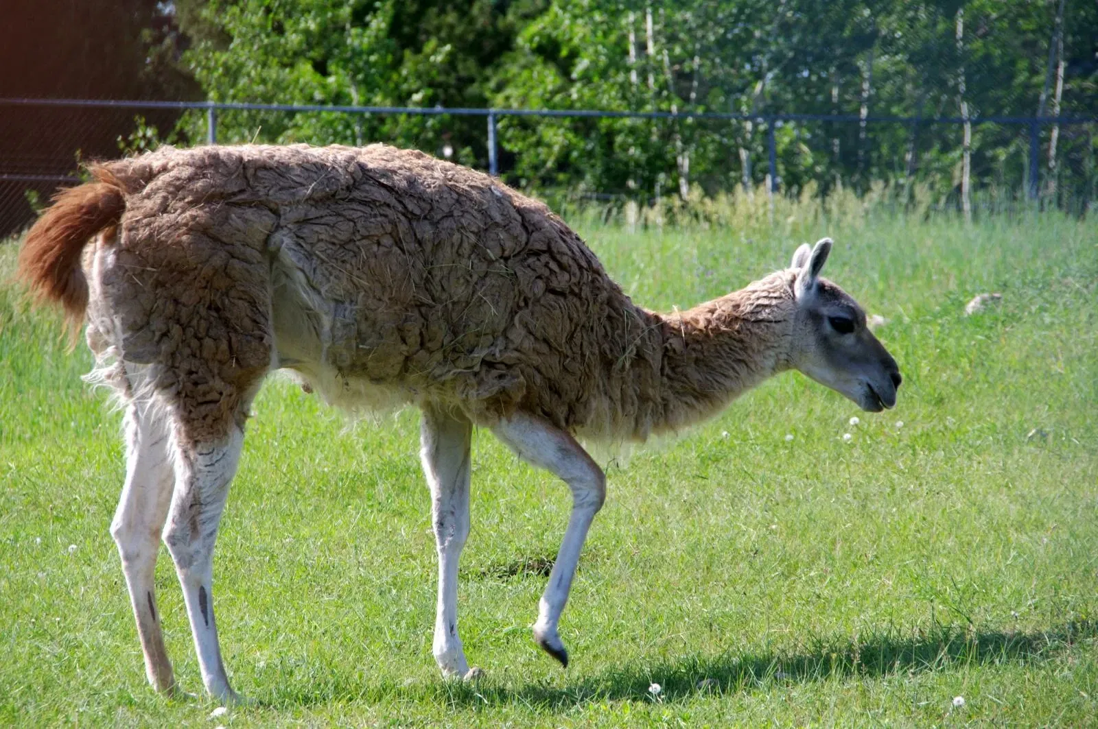Edmonton Valley Zoo