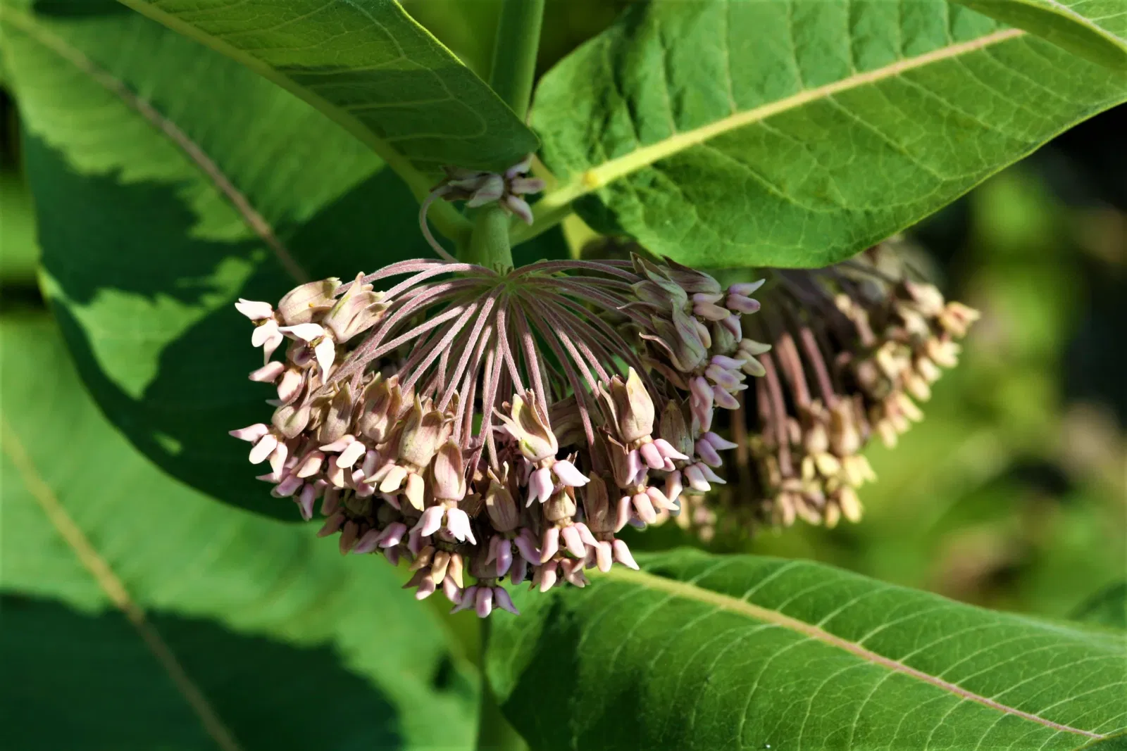 Pipestone National Monument