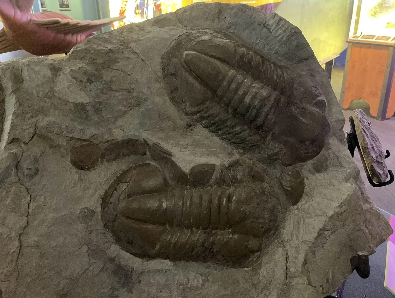 Acquario di Vancouver