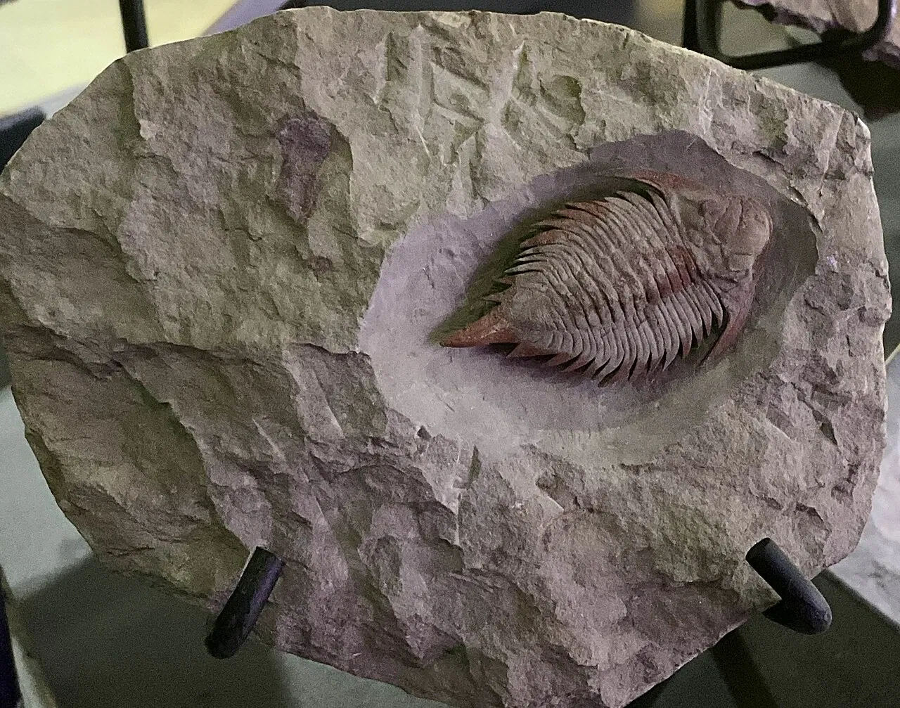 Acuario de Vancouver