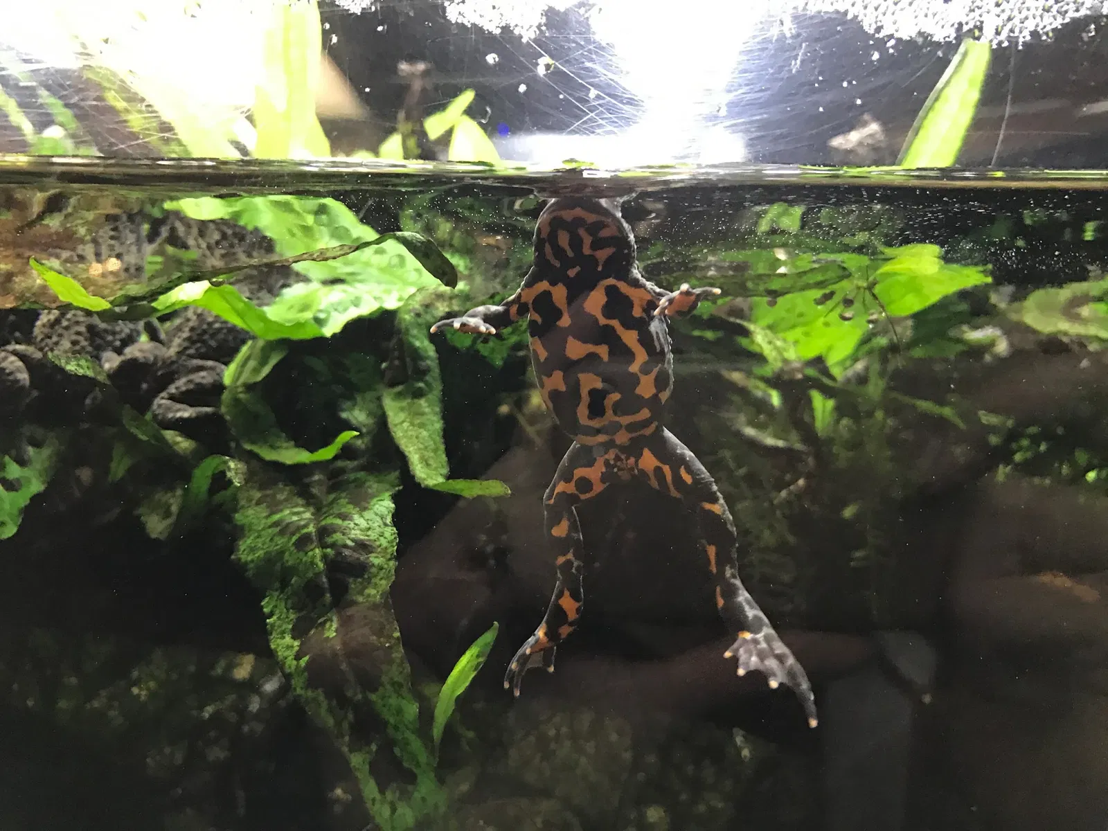 Aquarium de Vancouver