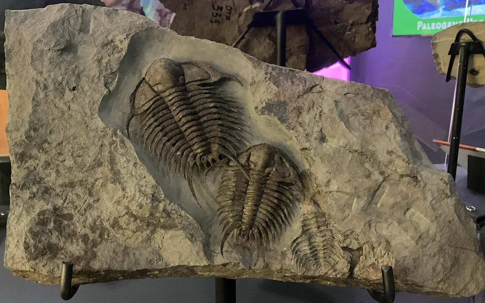 Acuario de Vancouver