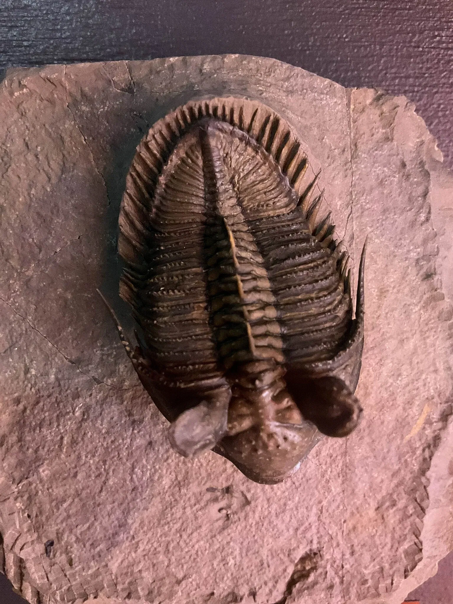 Acuario de Vancouver