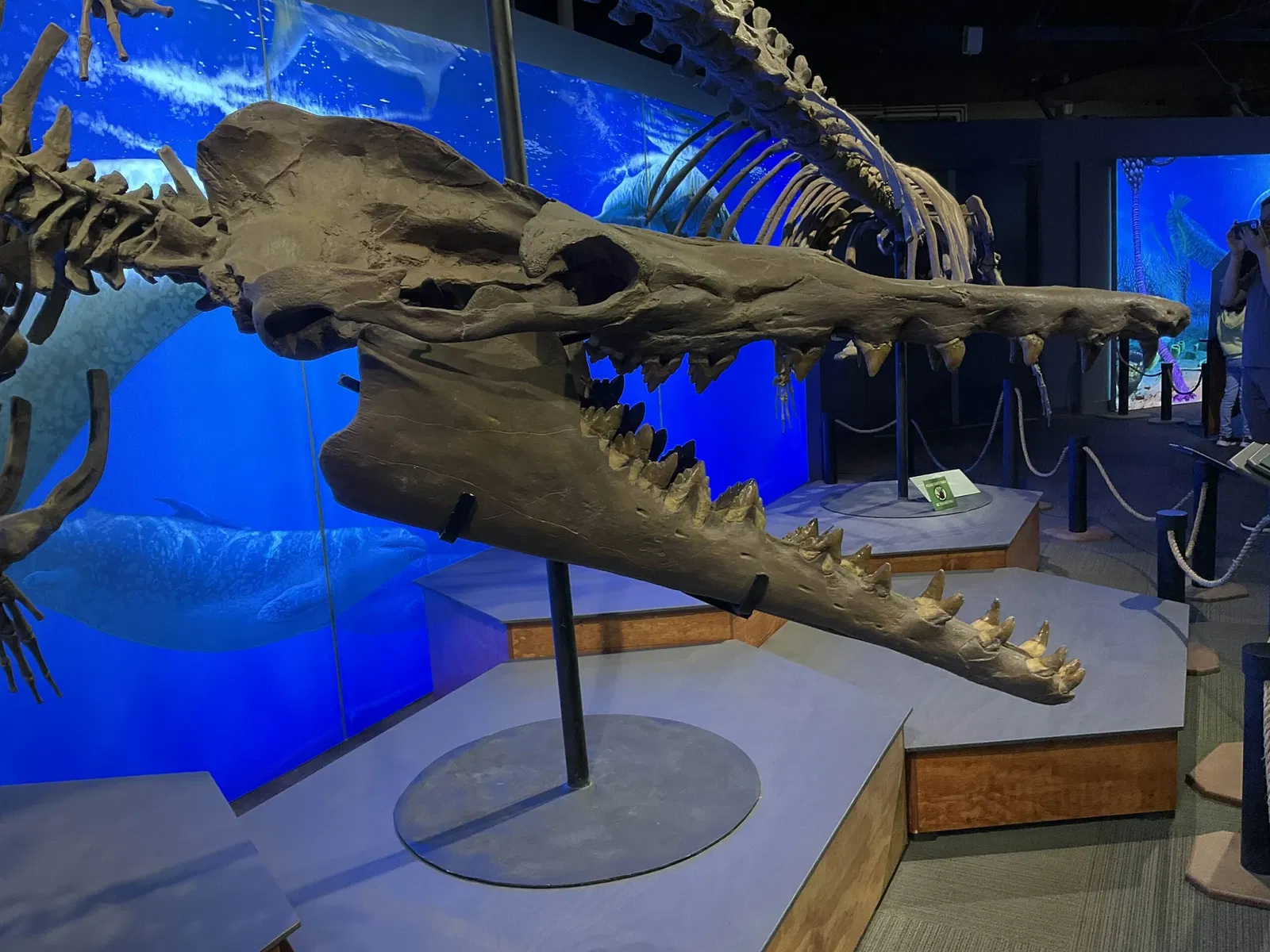 Acquario di Vancouver