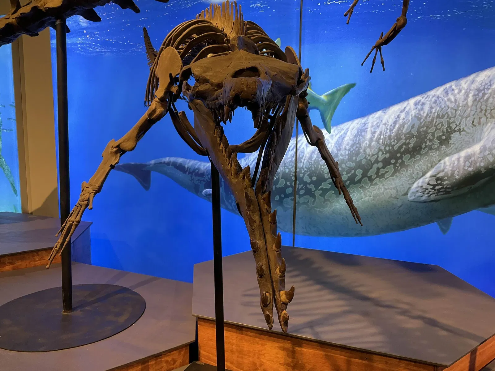 Acquario di Vancouver