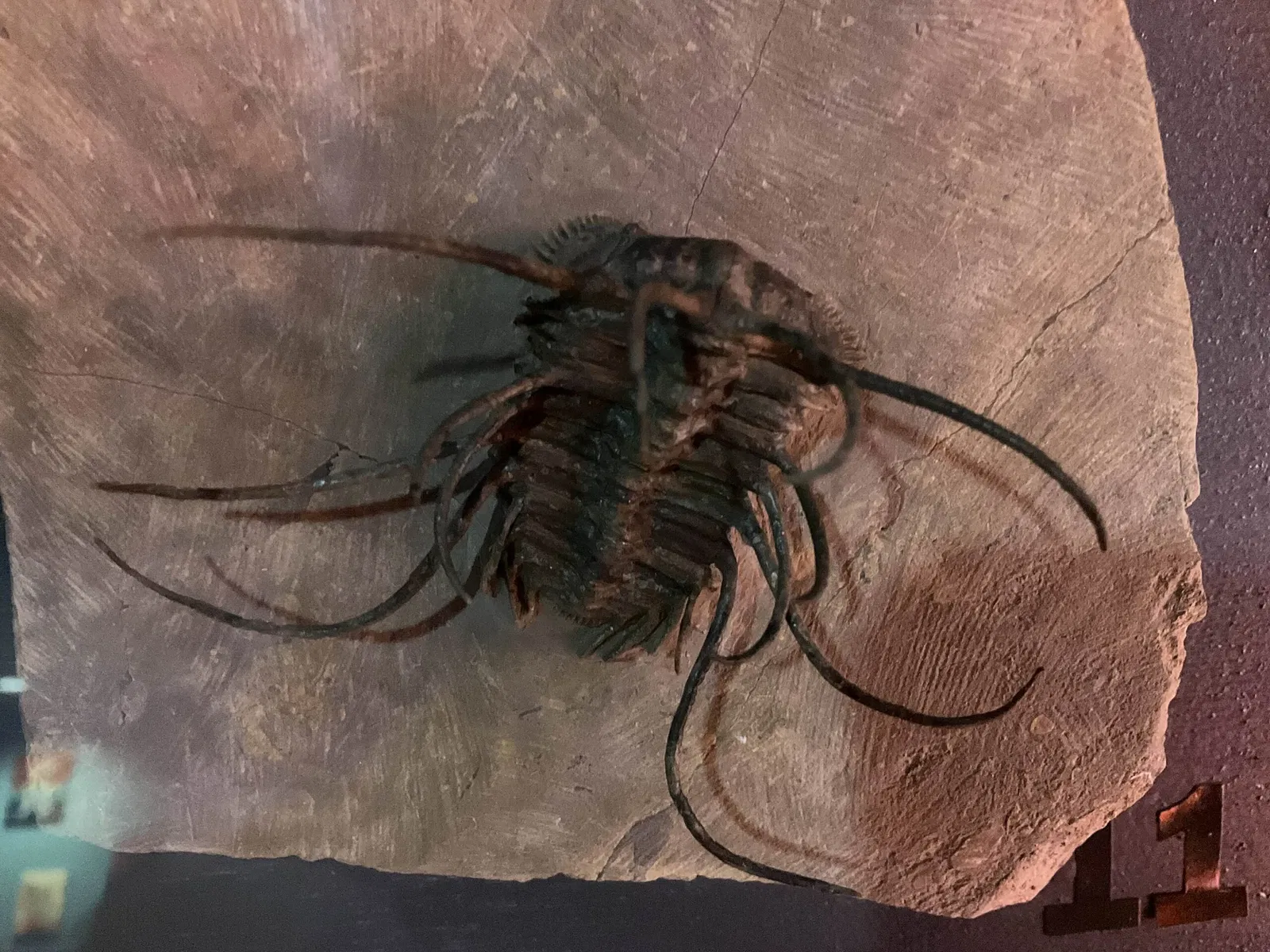 Acuario de Vancouver