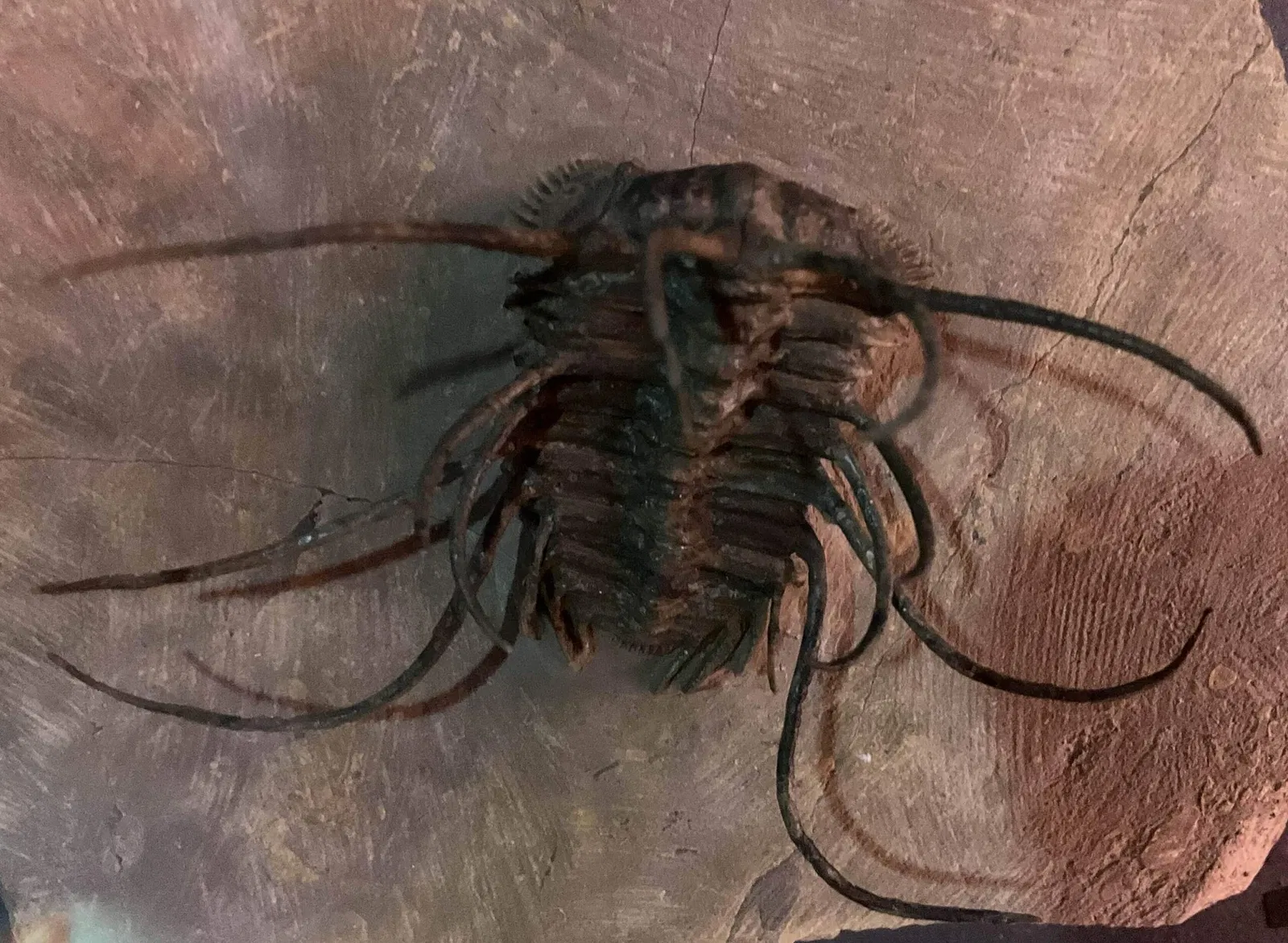 Acuario de Vancouver