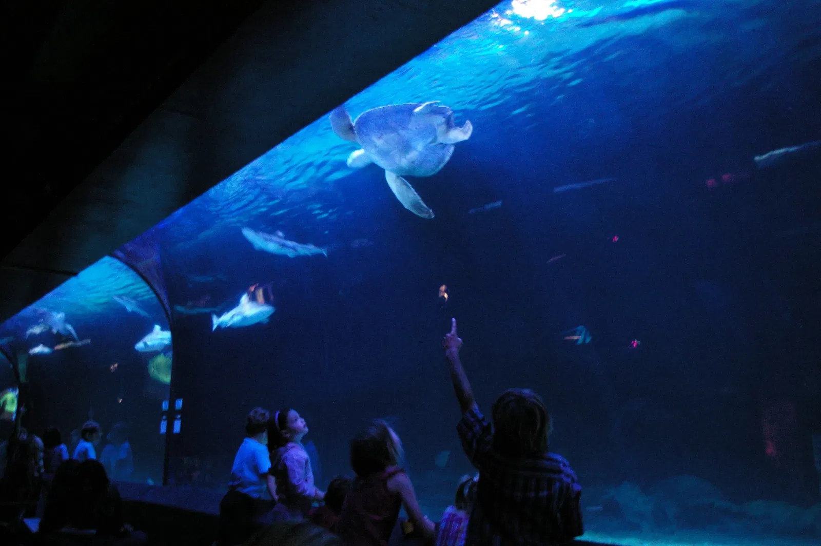 Acquario di Vancouver