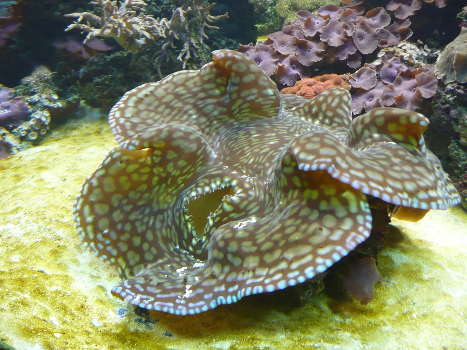 Aquarium de Vancouver