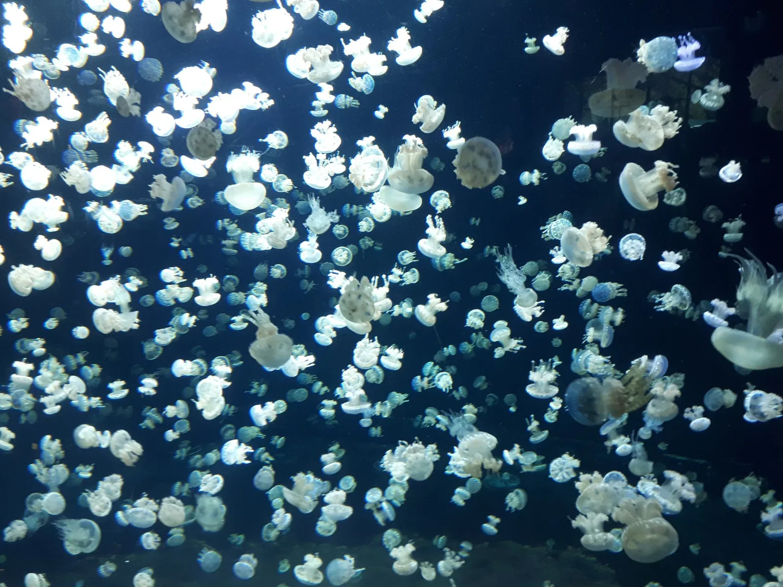 Aquarium de Vancouver