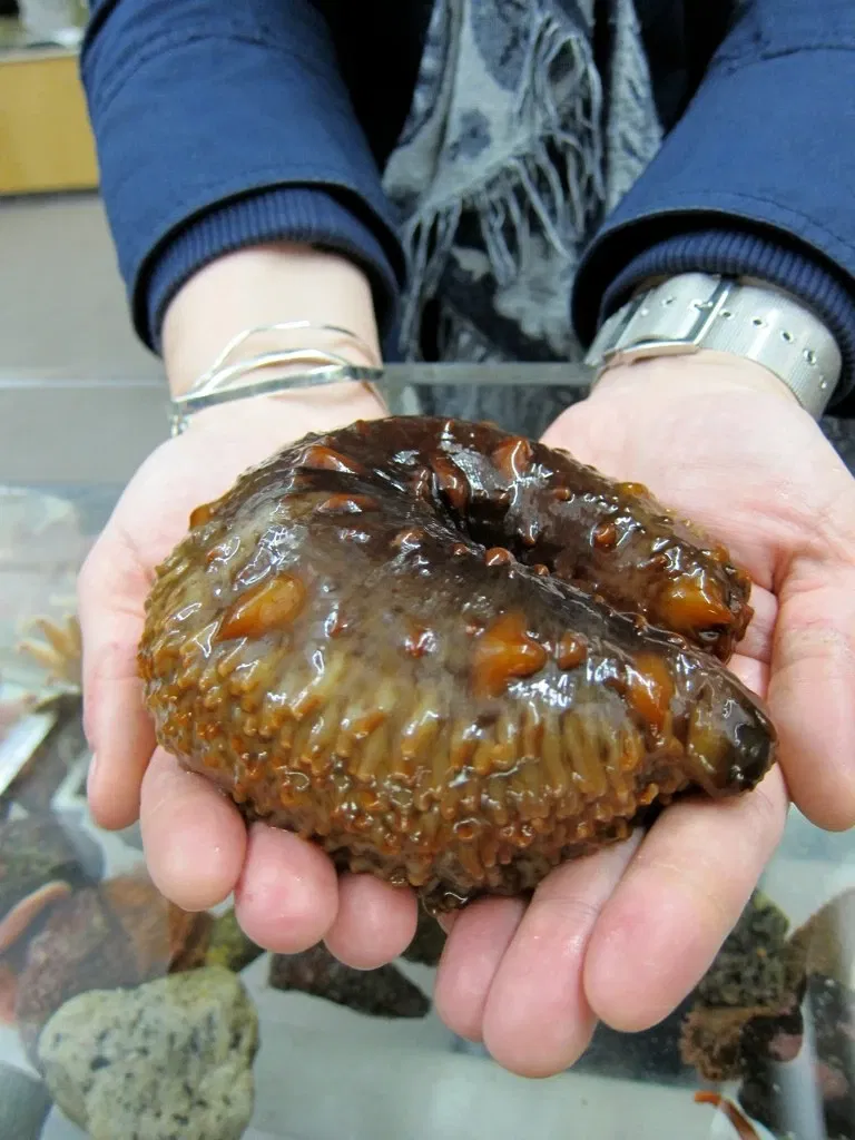 Acuario de Vancouver