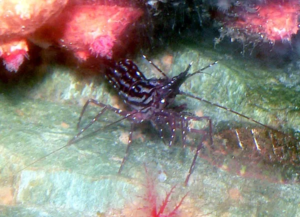 Acuario de Vancouver