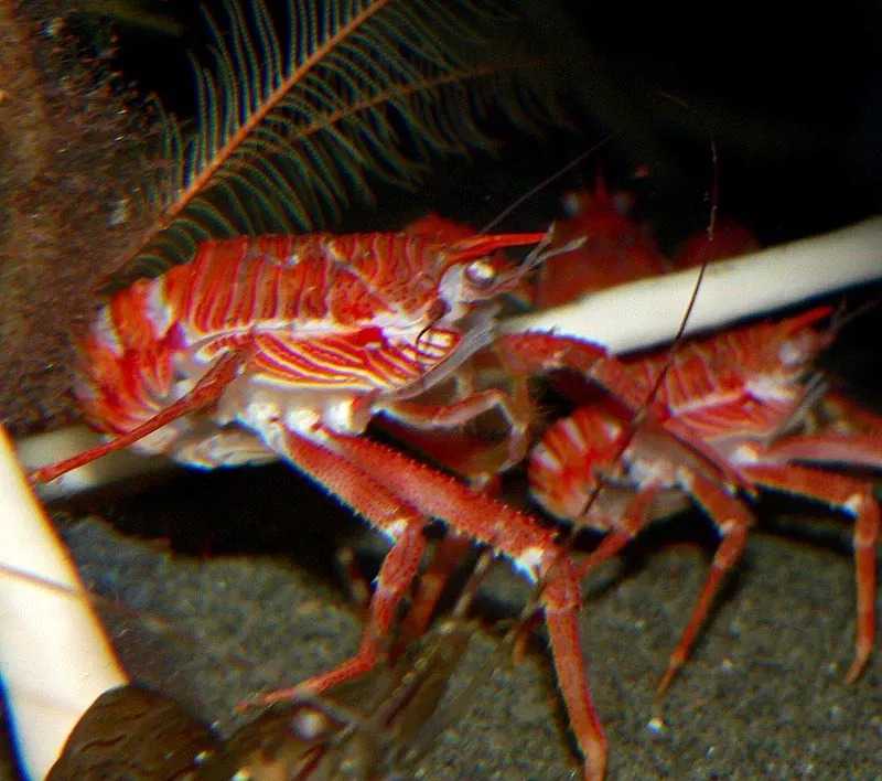 Acquario di Vancouver