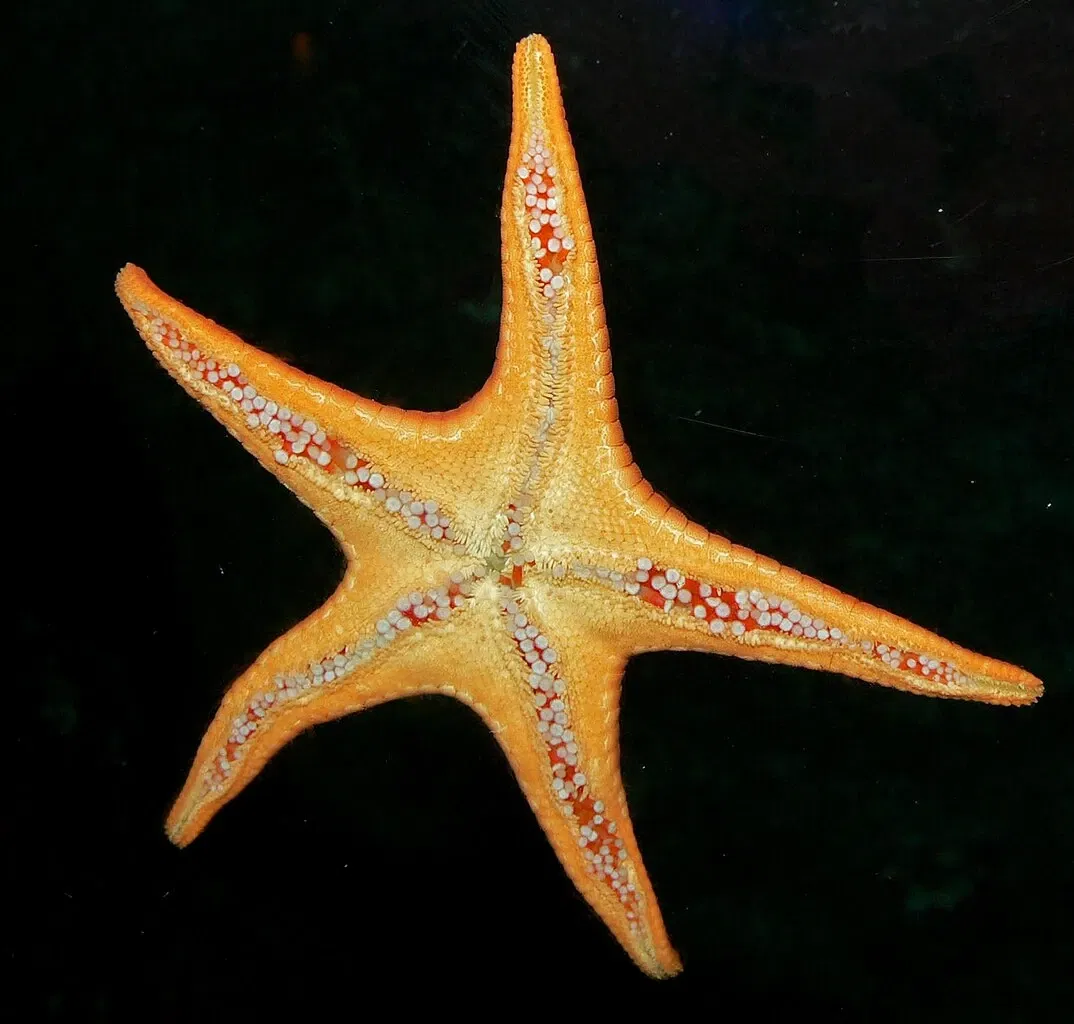 Acquario di Vancouver