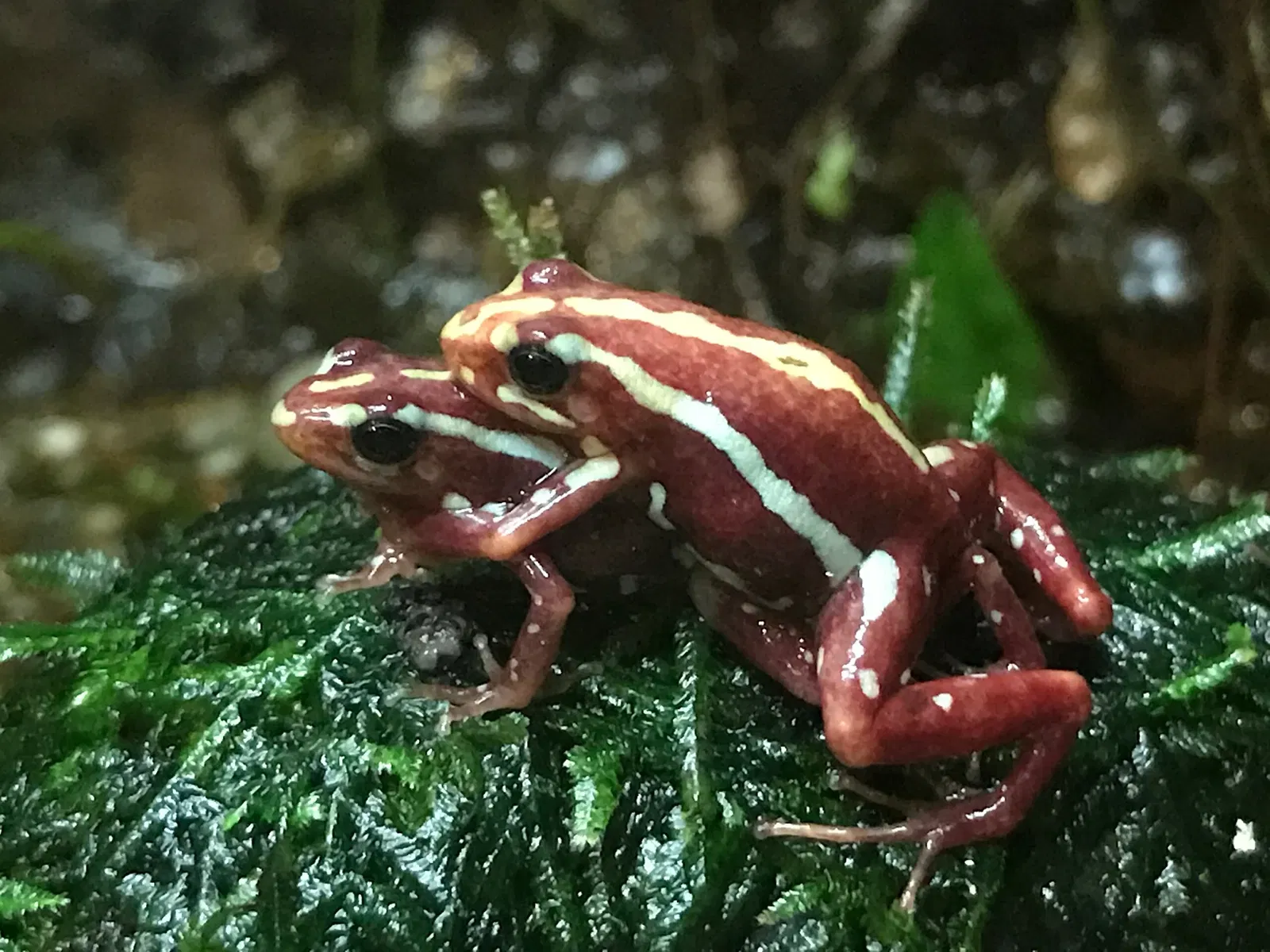 Acuario de Vancouver
