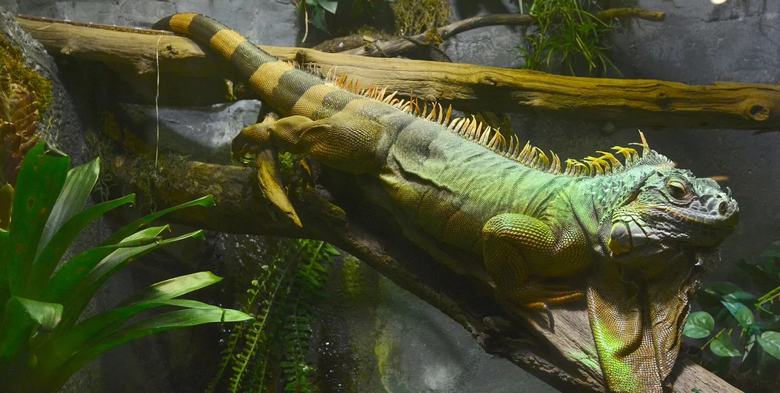 Acquario di Vancouver