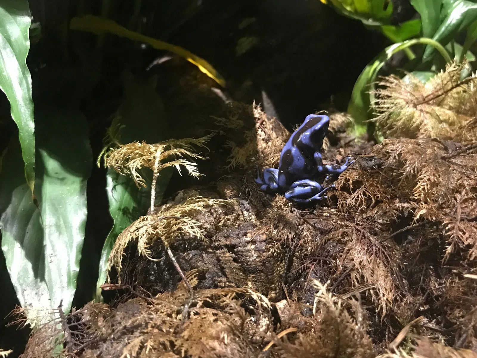 Aquarium de Vancouver