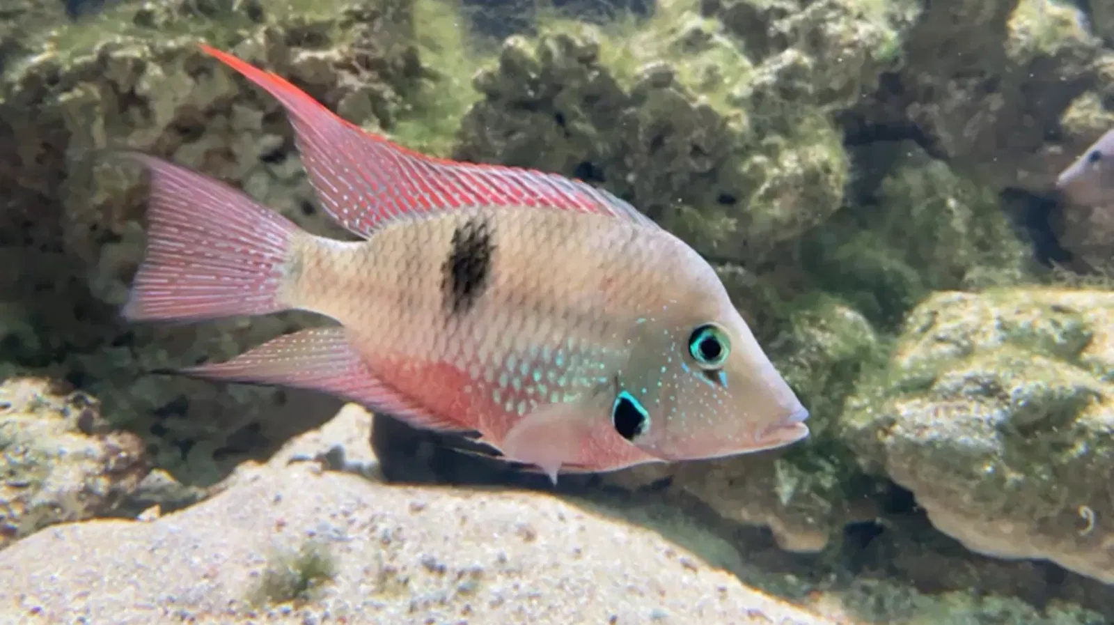 Acuario de Vancouver