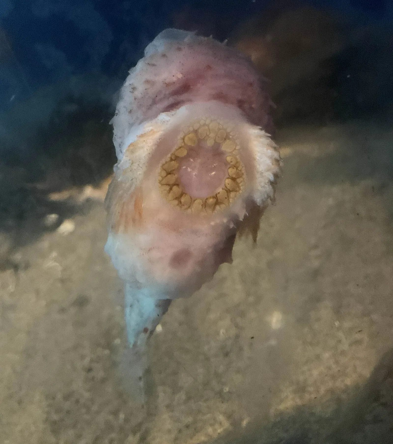 Acquario di Vancouver