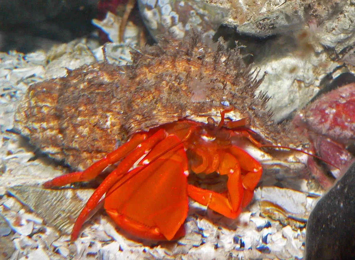 Acquario di Vancouver