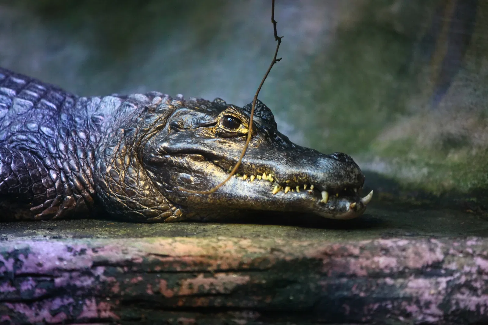 Acuario de Vancouver