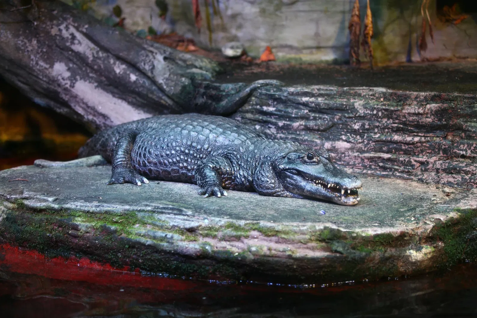 Acquario di Vancouver