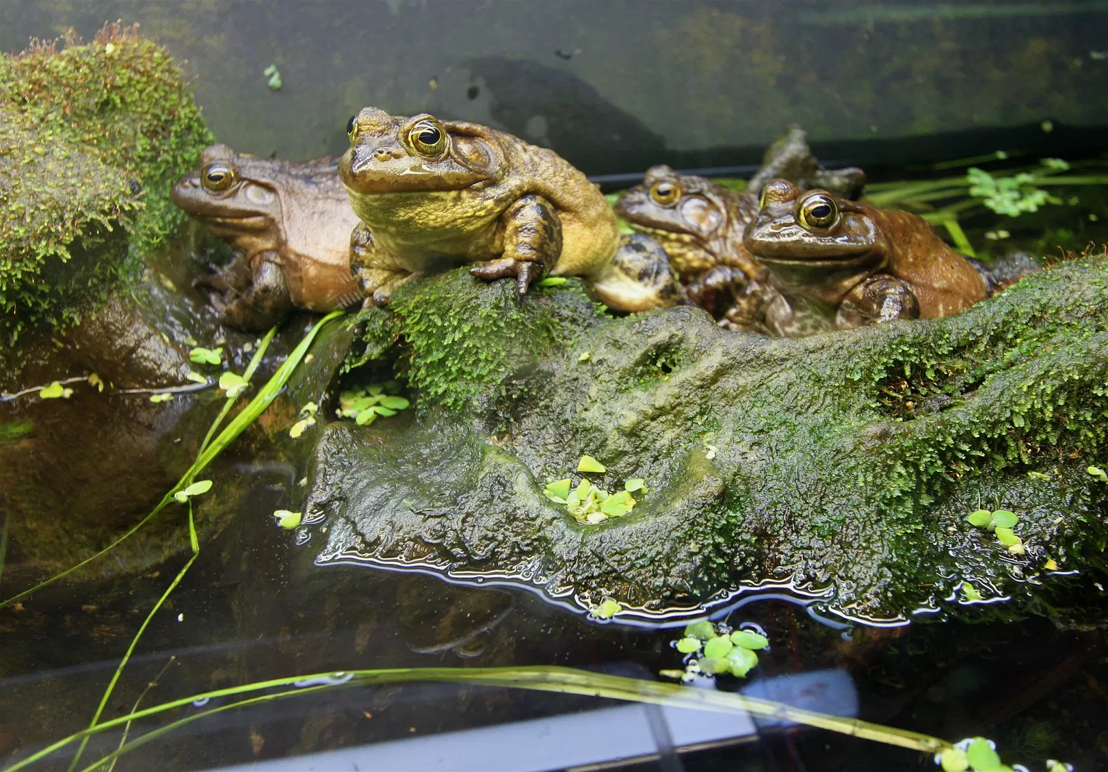 Acuario de Vancouver