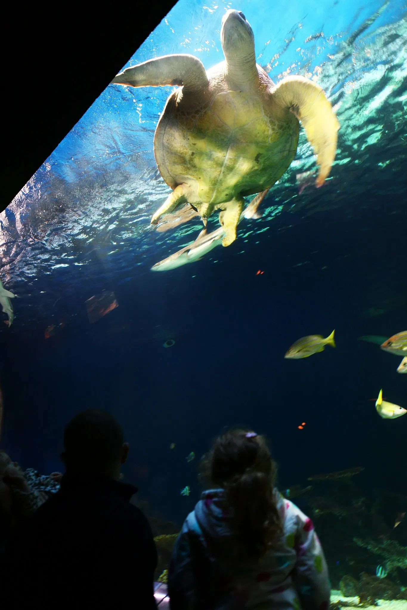 Vancouver Aquarium