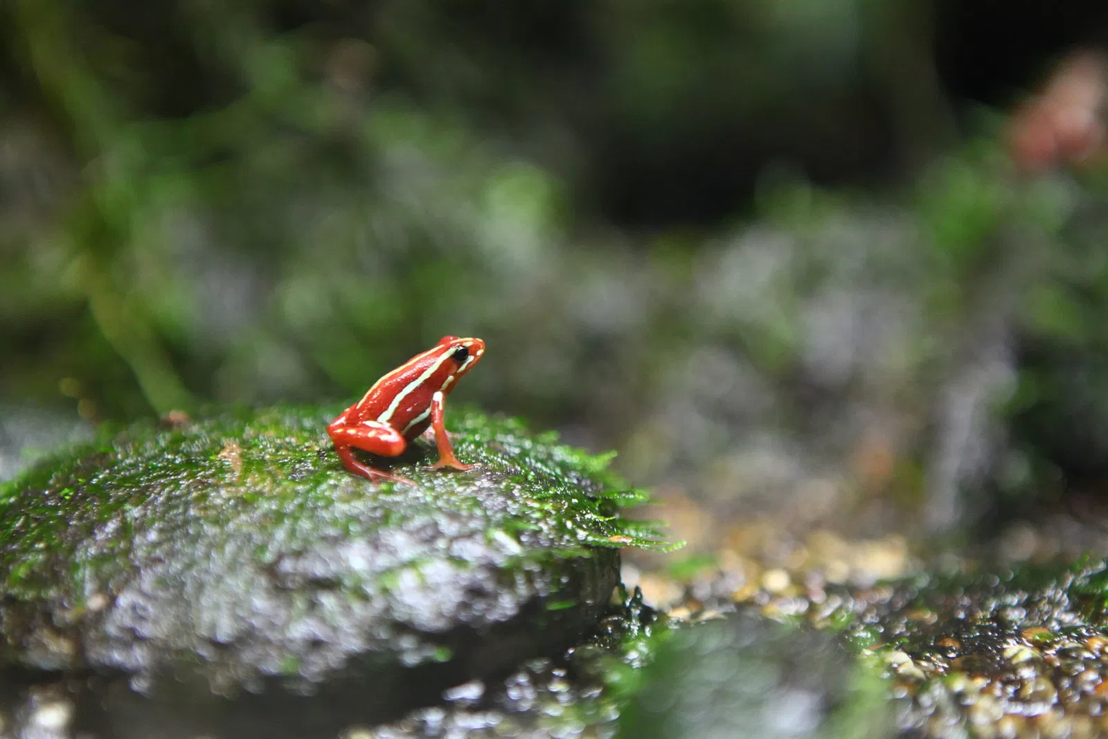 Acquario di Vancouver