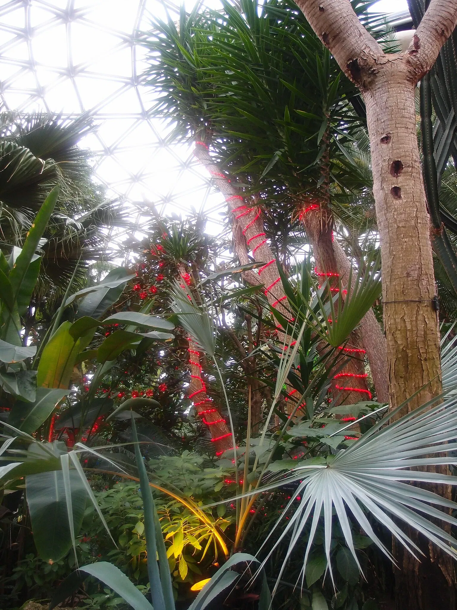 Bloedel Floral Conservatory