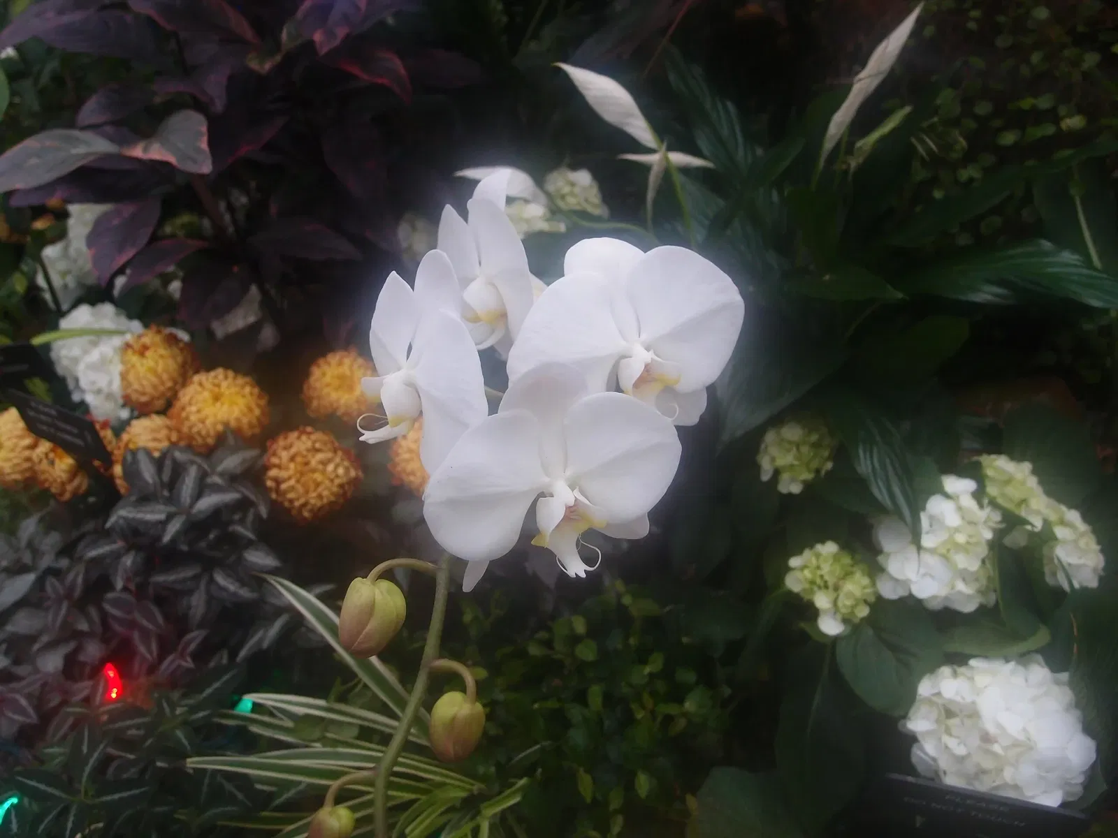 Bloedel Floral Conservatory