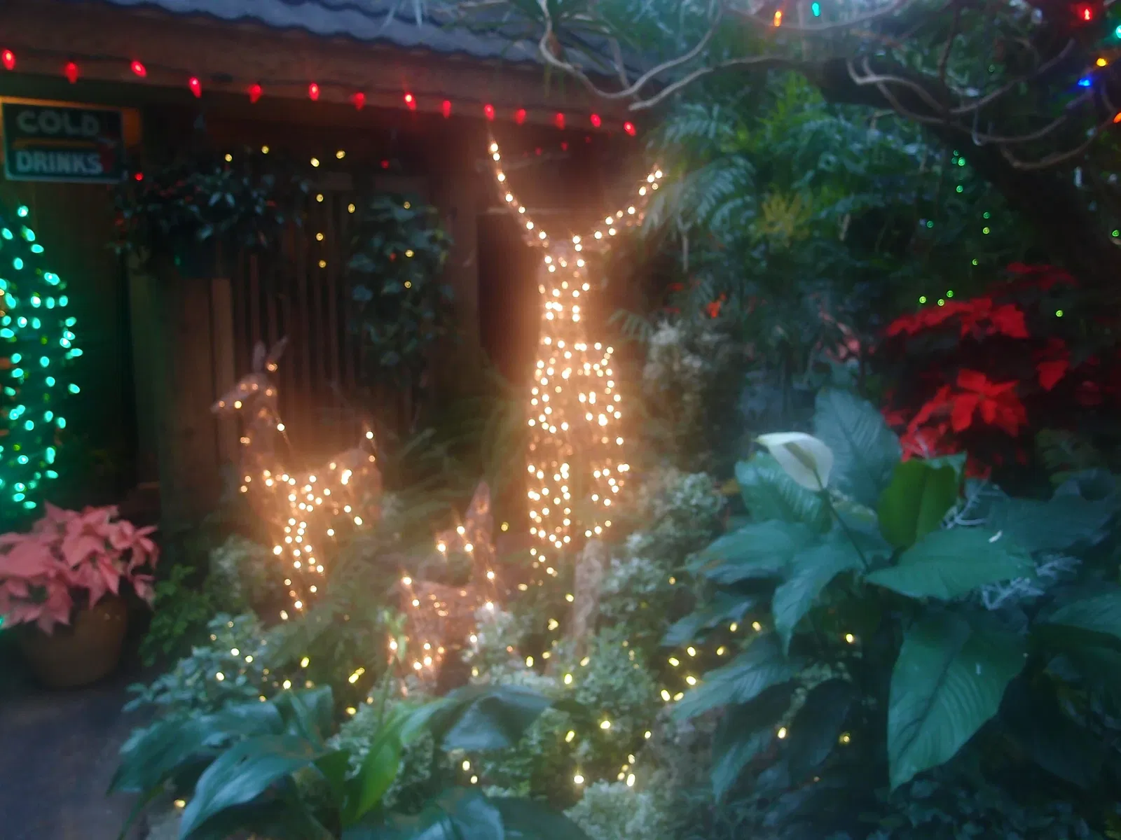 Bloedel Floral Conservatory