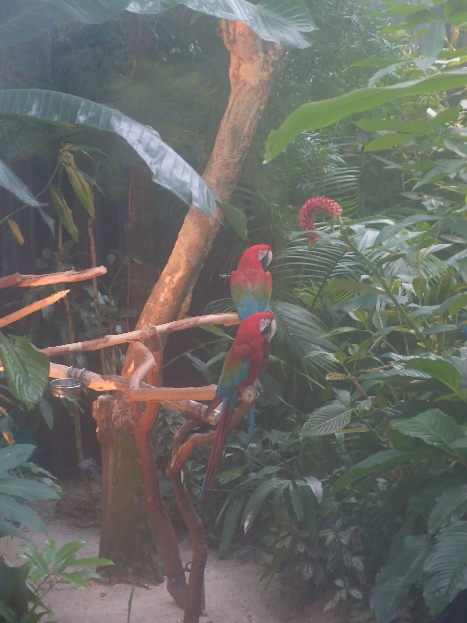 Bloedel Floral Conservatory