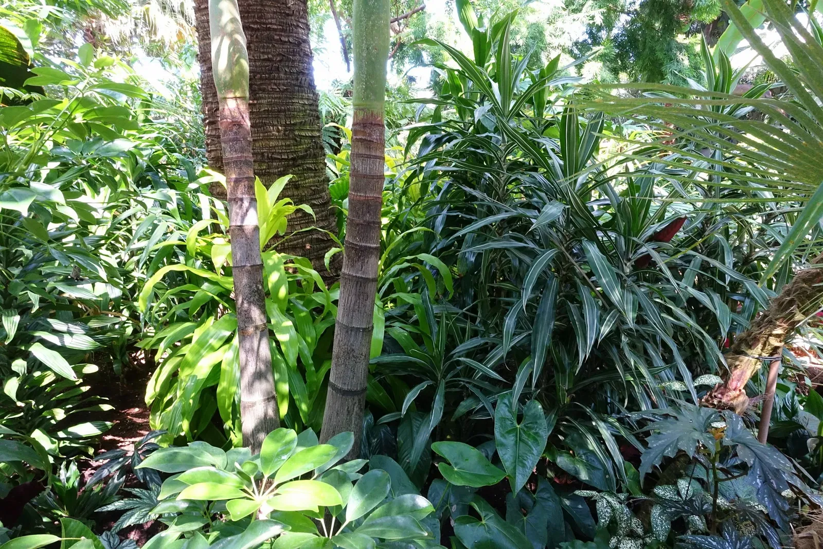 Bloedel Floral Conservatory