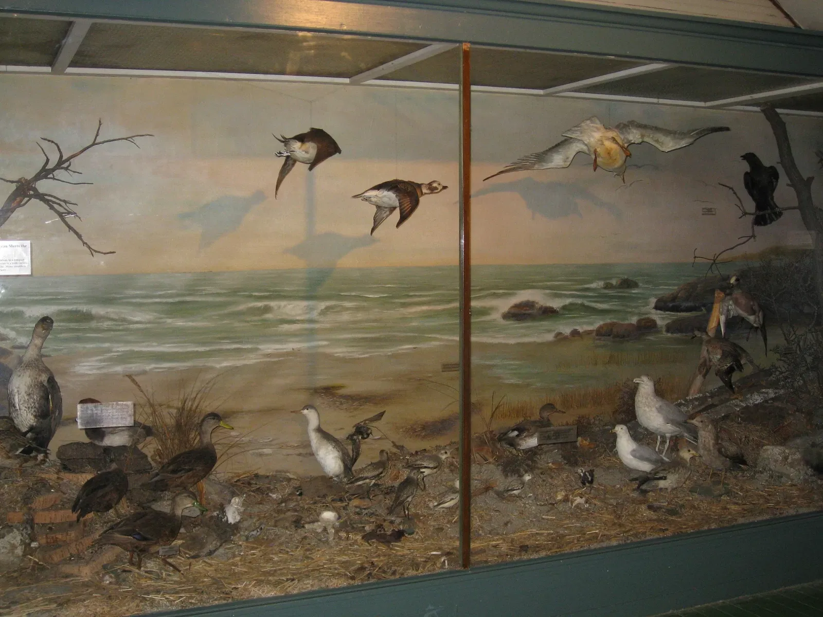 Connecticut Audubon Society Birdcraft Museum and Sanctuary