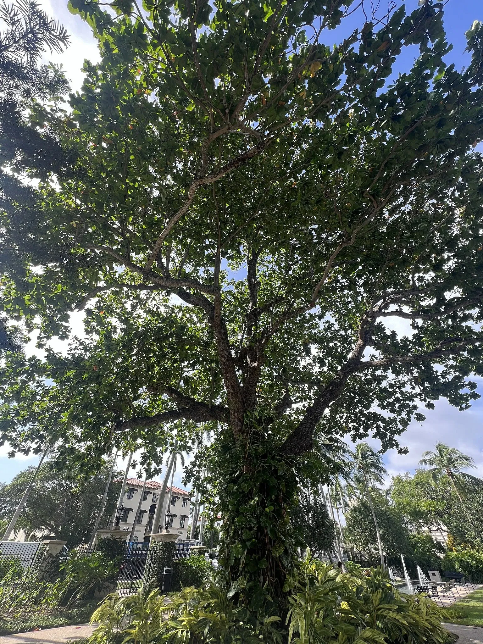 The Society of the Four Arts