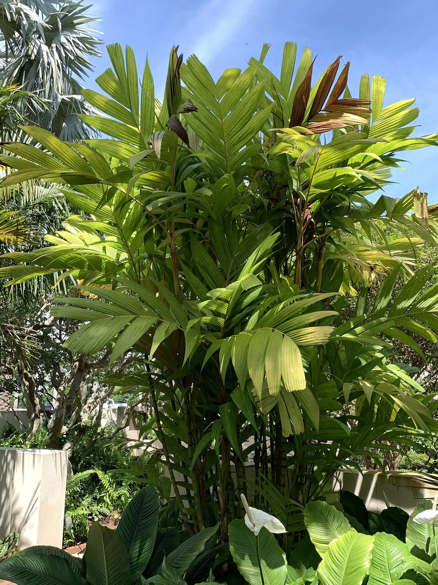 The Society of the Four Arts