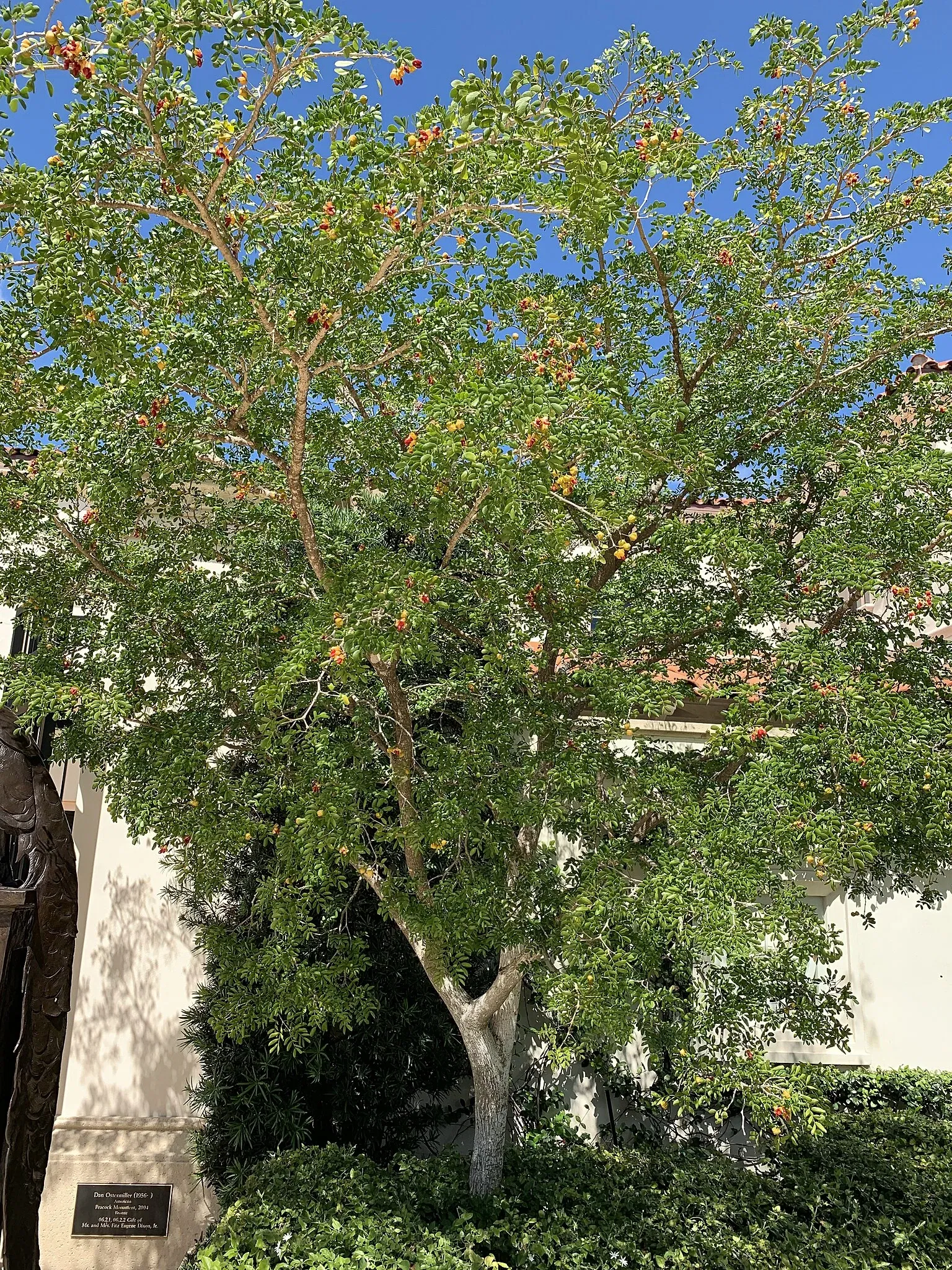 The Society of the Four Arts