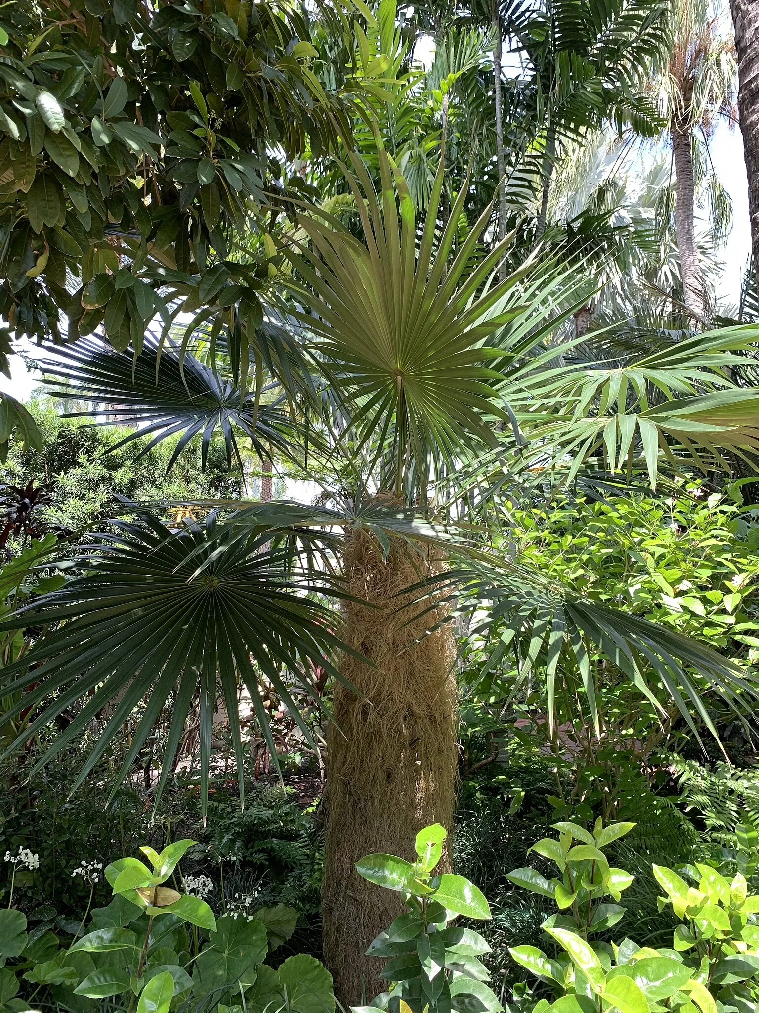 The Society of the Four Arts