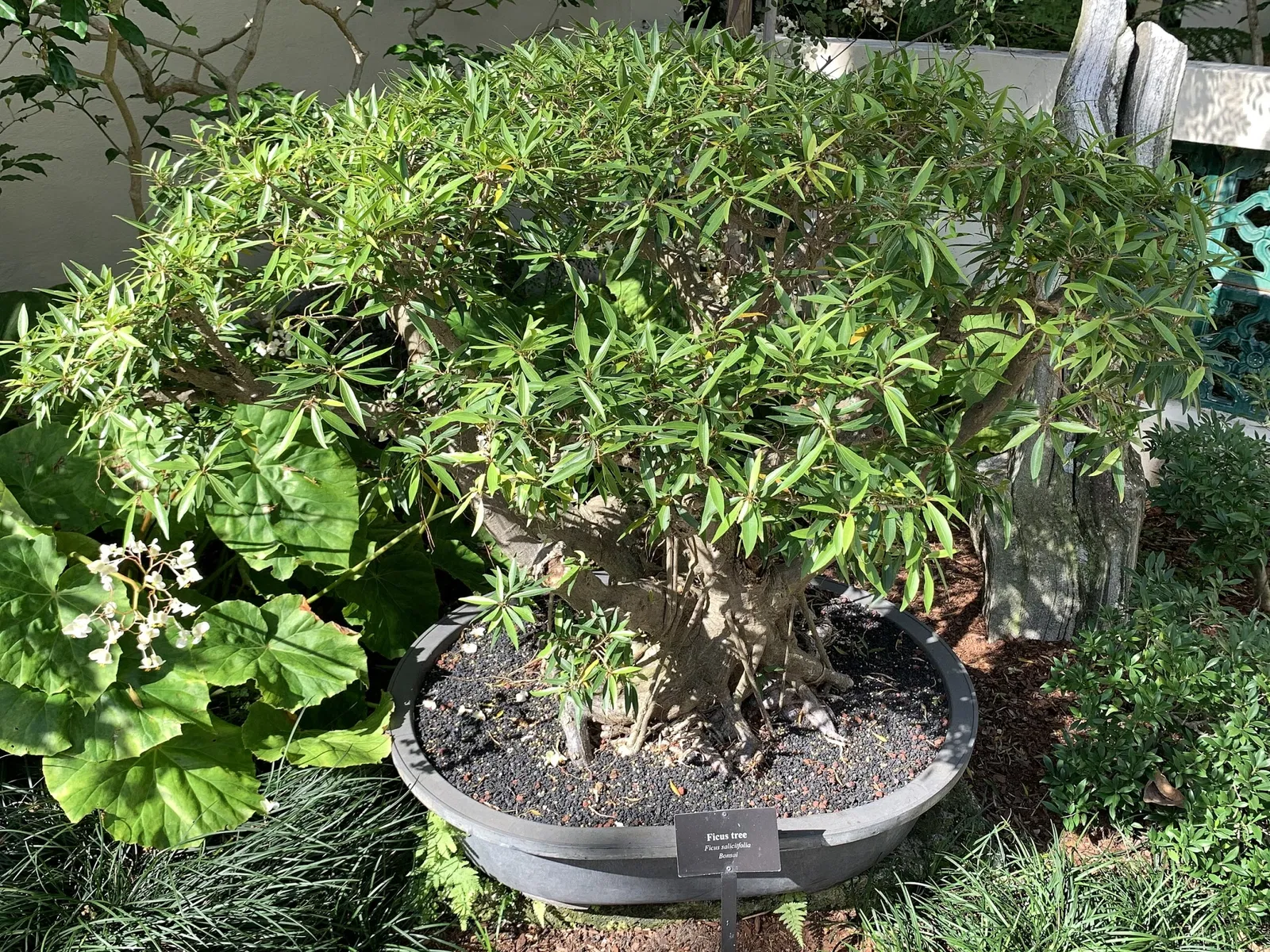 The Society of the Four Arts