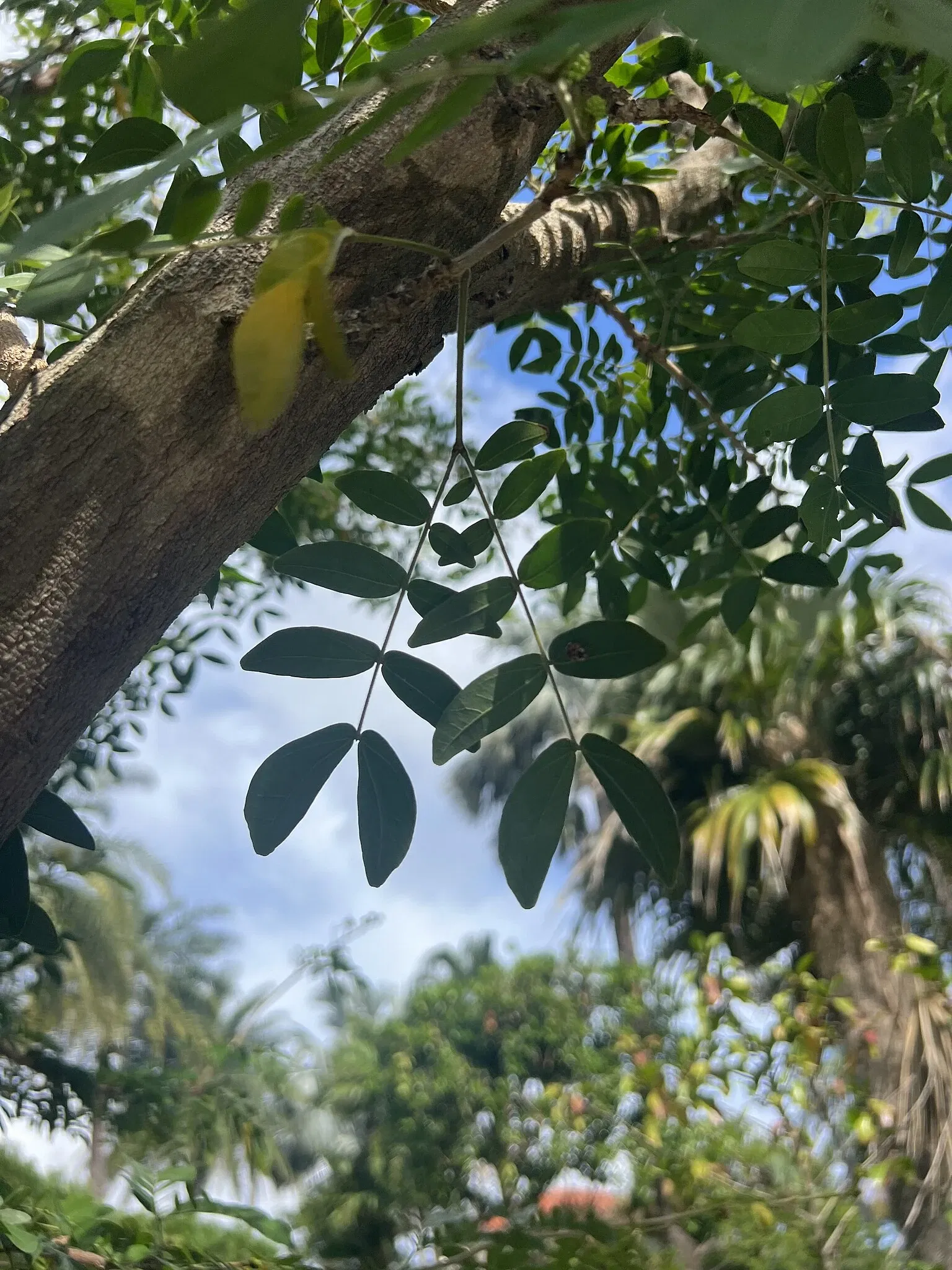 The Society of the Four Arts