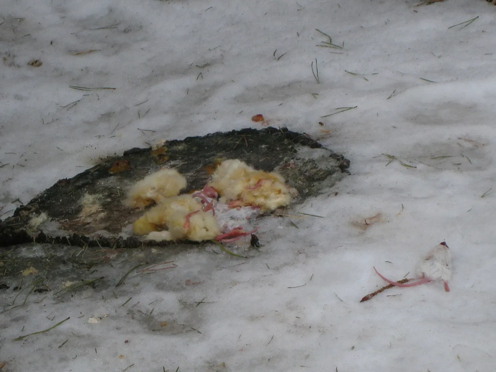 Zoológico de Calgary