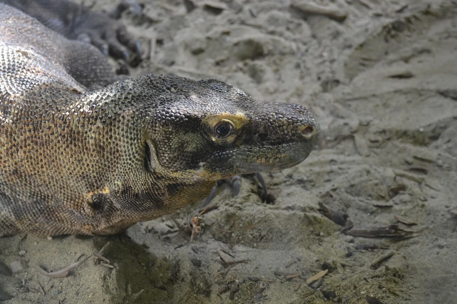 Zoológico de Calgary