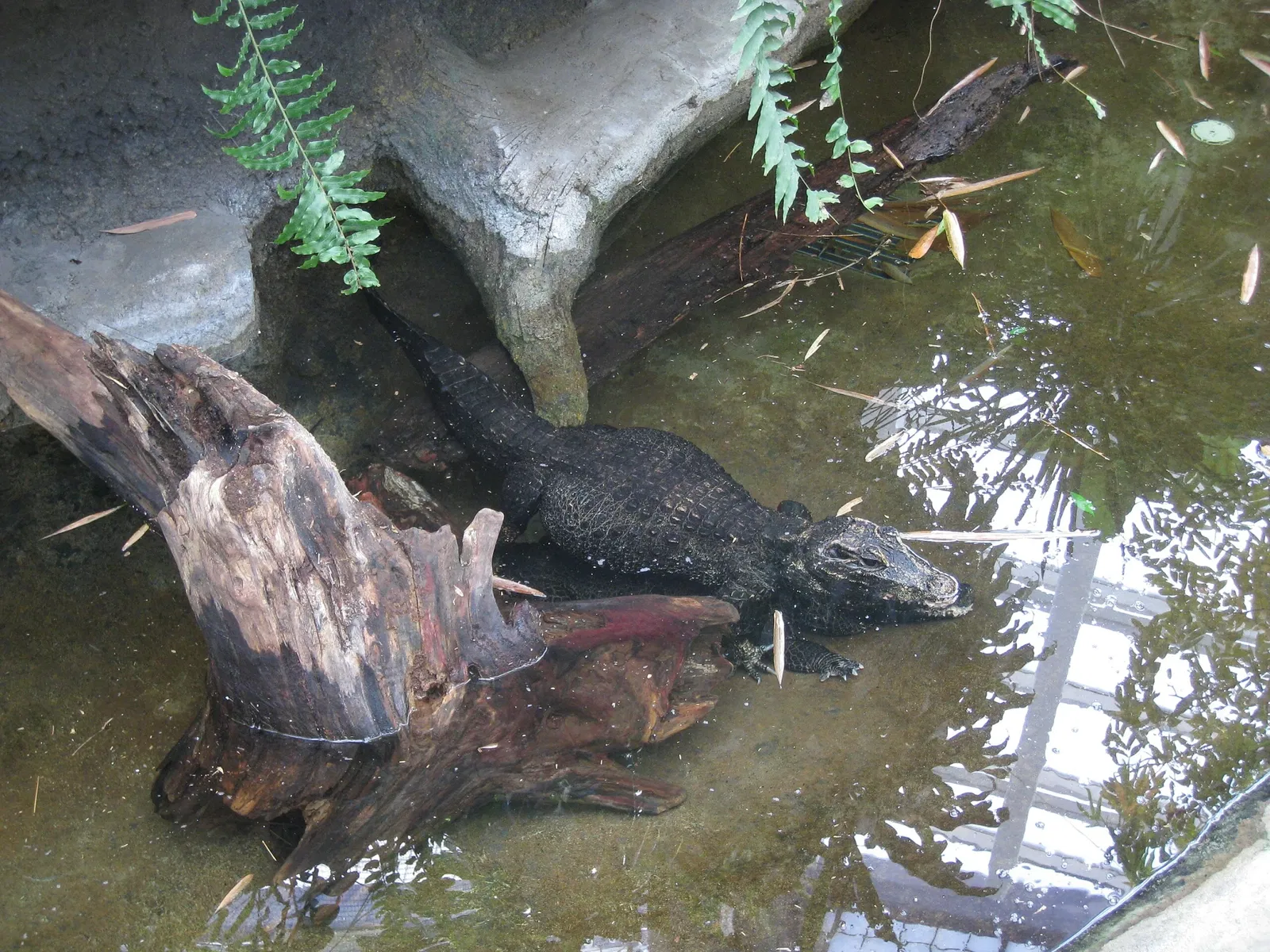 Zoológico de Calgary