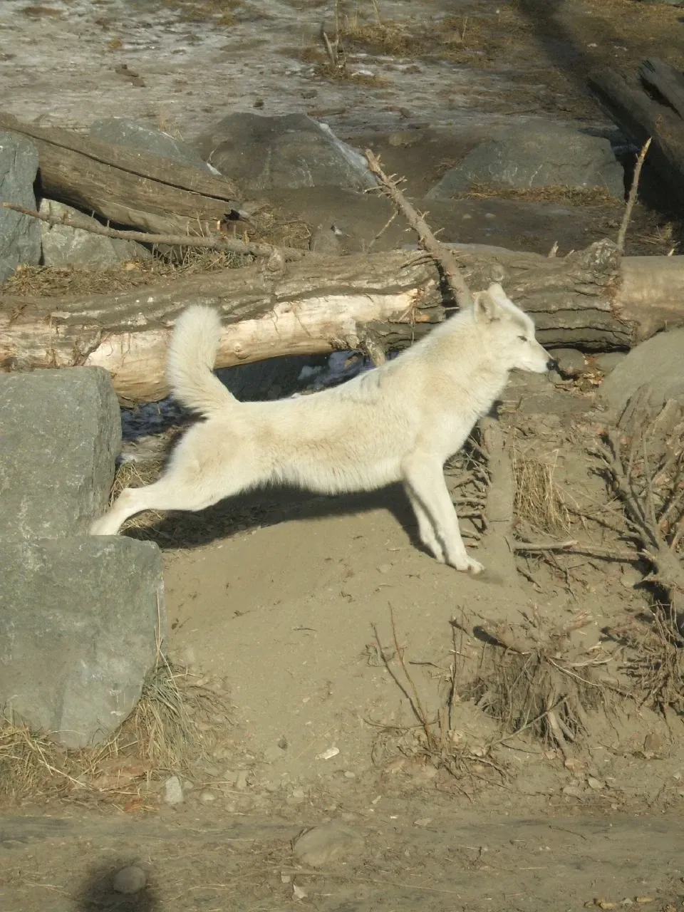 Zoológico de Calgary